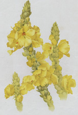 VERBASCUM PHLOMOIDES