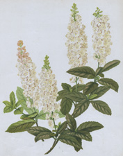 WHITE ALDERS