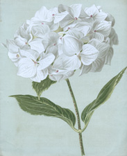 WHITE HYDRANGEA