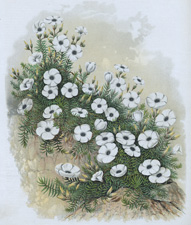 THE WHITE ROCK FLAX