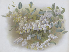 ZENOBIA SPECIOSA PULVERULENTA