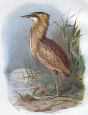 Bittern