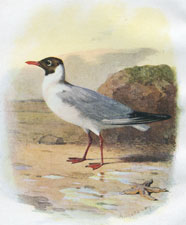 Black-Headed Gull