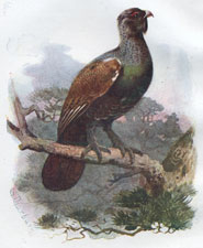 Capercaillie