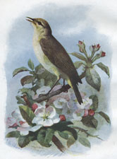 Chiff Chaff