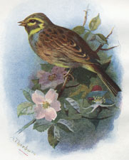 Cirl Bunting