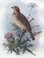 Common Bunting