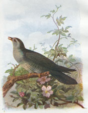 Cuckoo