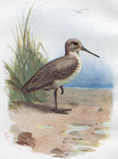 Dunlin