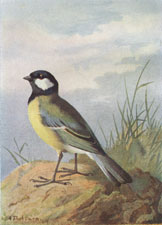 Great Tit