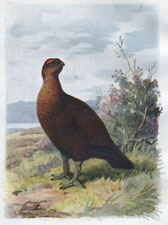 Grouse