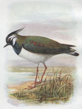 Lapwing