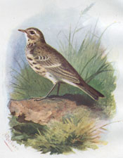 Meadow Pipit