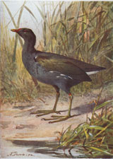 Moor-Hen
