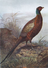 Pheasant