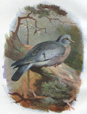 Stock Dove