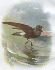 Storm Petrel