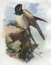 Swallow