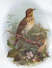 Tree Pipit