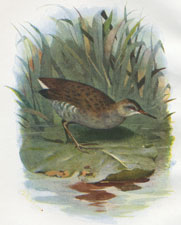 Water Rail