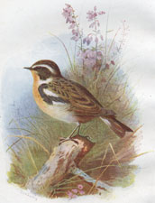 Whinchat