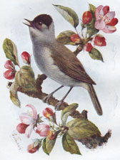 Blackcap