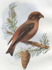 Crossbill