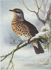 Fieldfare