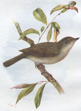 Garden Warbler