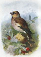 Hawfinch