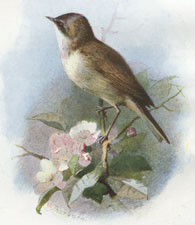 Lesser White-Throat