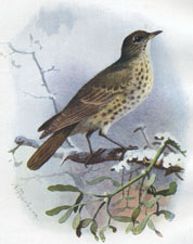 Missel Thrush