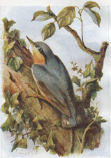 Nuthatch