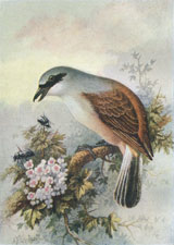 Red-Backed Shrike