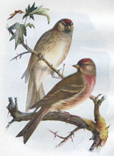 Redpolls