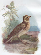 Skylark