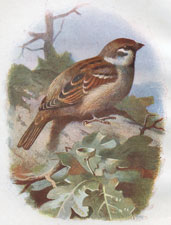 Tree Sparrow