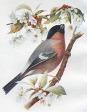 Bullfinch