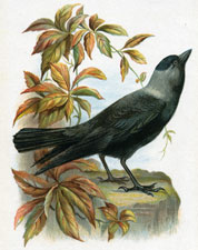 Jackdaw