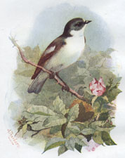 Pied Flycatcher