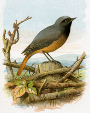 Redstart