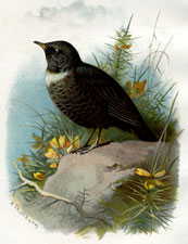 Ring Ouzel