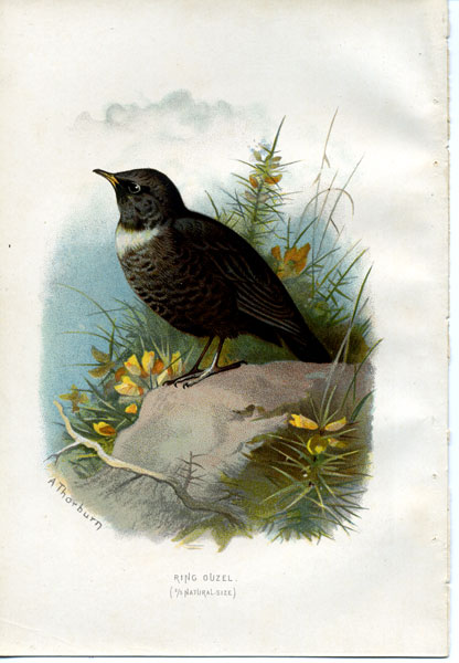 Mounted Matted Reading for Framing Archibald Thorburn Original 1900 Lithograph Bird Eggs Antique Print