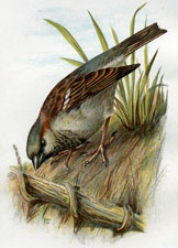 Sparrow