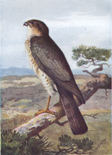 Sparrow Hawk