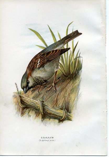 Mounted Matted Reading for Framing Archibald Thorburn Original 1900 Lithograph Bird Eggs Antique Print