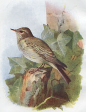 Spotted Flycatcher