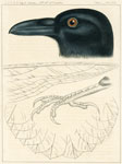 XXI crow detail