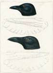 Florida Crow, Fish Crow