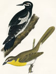 Williamson's Sapsucker